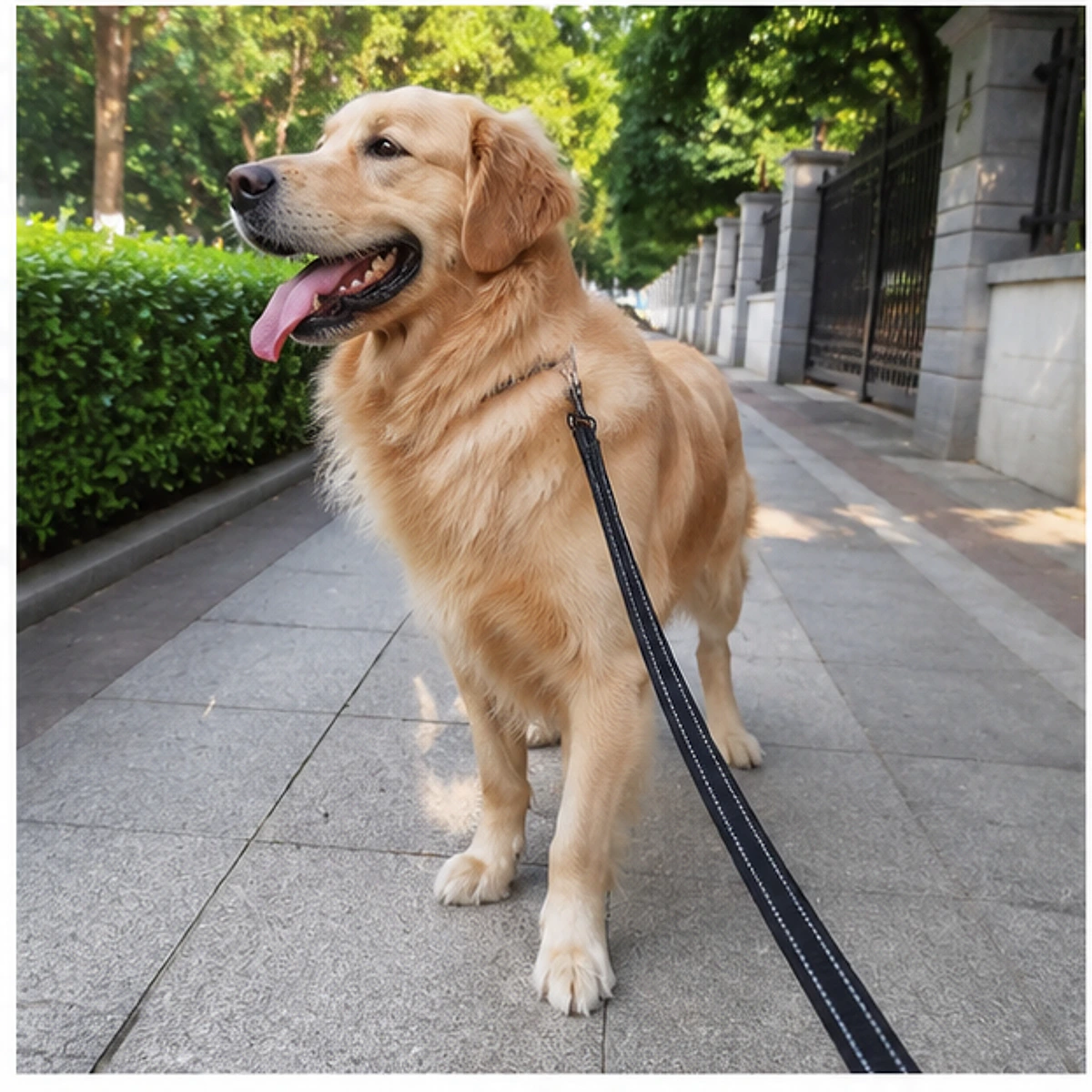 Reflective Leash usage